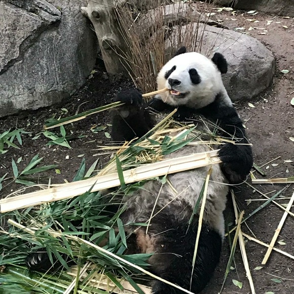 Meet your Posher, Cher - Picture 1 of 1